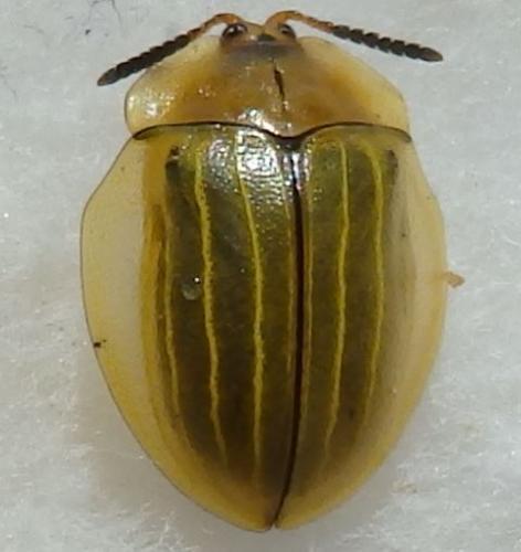 Réf. 224 621 : Zatrephina lineata